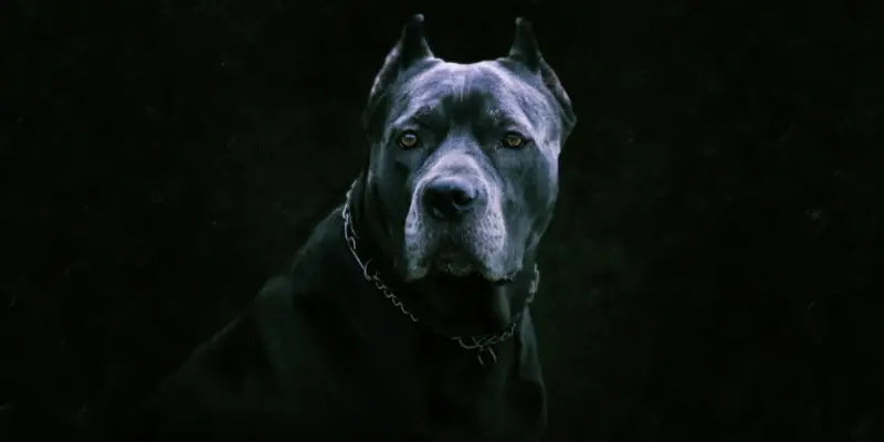 Are Cane Corsos Dangerous