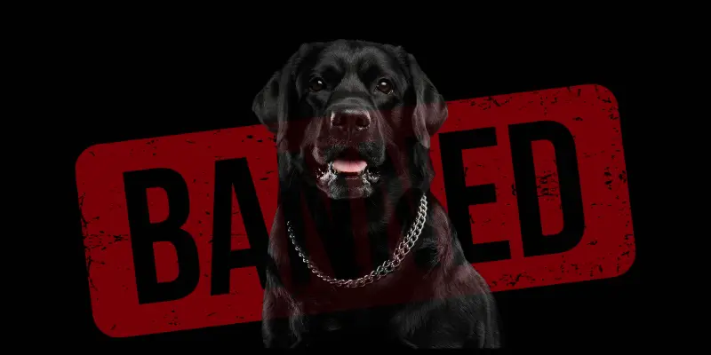 Cane Corsos Banned