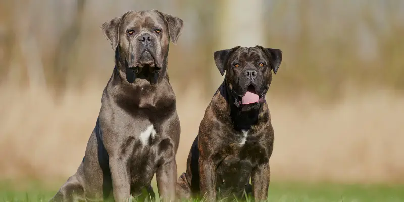 Cane Corsos Interesting Facts