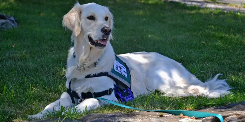 Does Marshalls Allow Service Animals