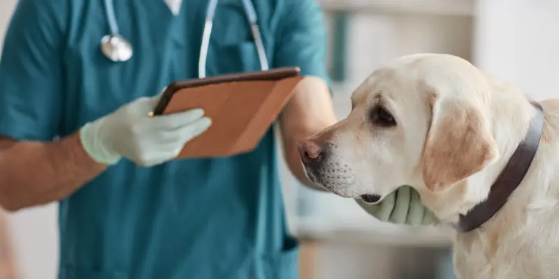 Is Pomelo Allergic for Dogs