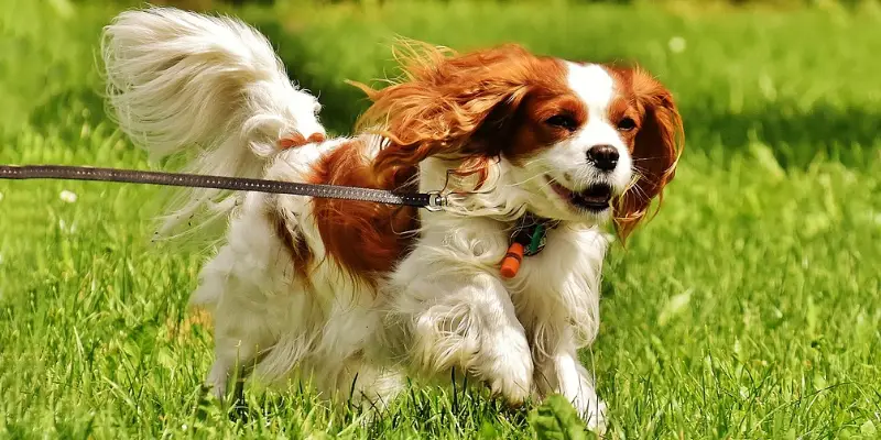 Optimal Timing for Spaying or Neutering