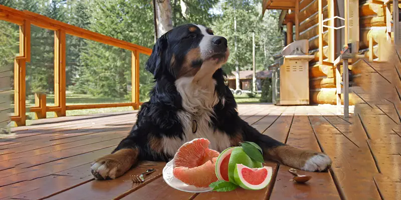 Should Dogs Eat Pomelo