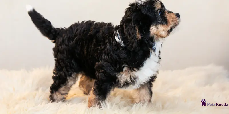Coat Types in Bernedoodles