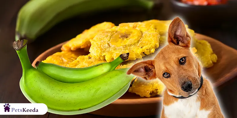 Are Plantains Good for Dogs