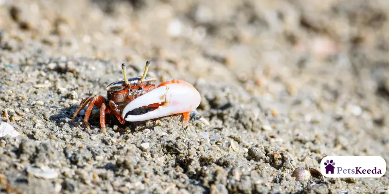 Benefits of Crab Meat for Dogs