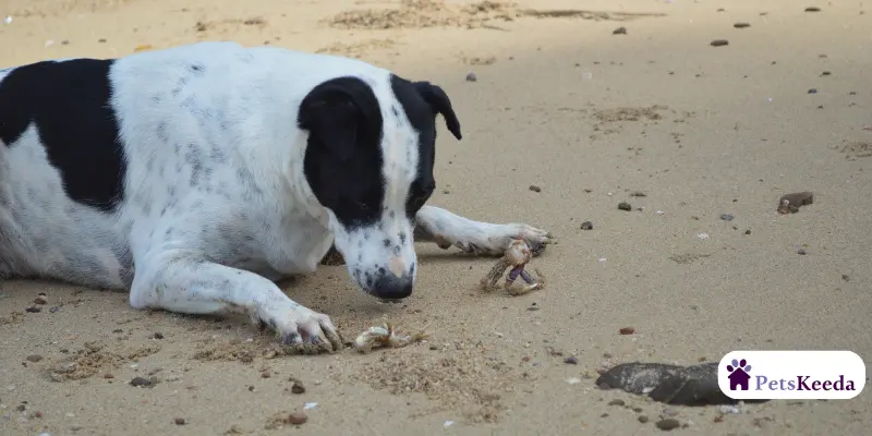 Can Dogs Eat Crabs
