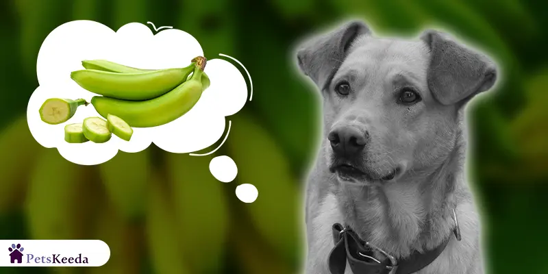 Can Dogs Eat Plantains