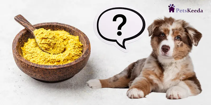 Is Nutritional Yeast Good for Dogs