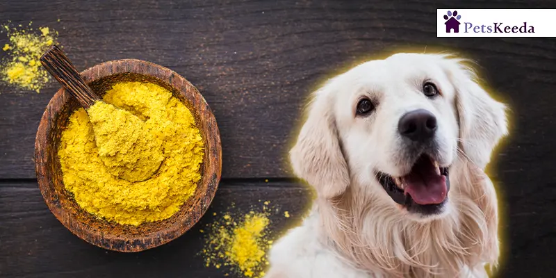 Nutritional Yeast Side Effects for Dogs