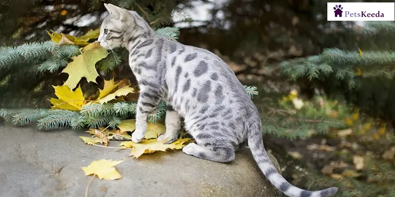 Does a Blue Bengal Cat Make a Good Pet