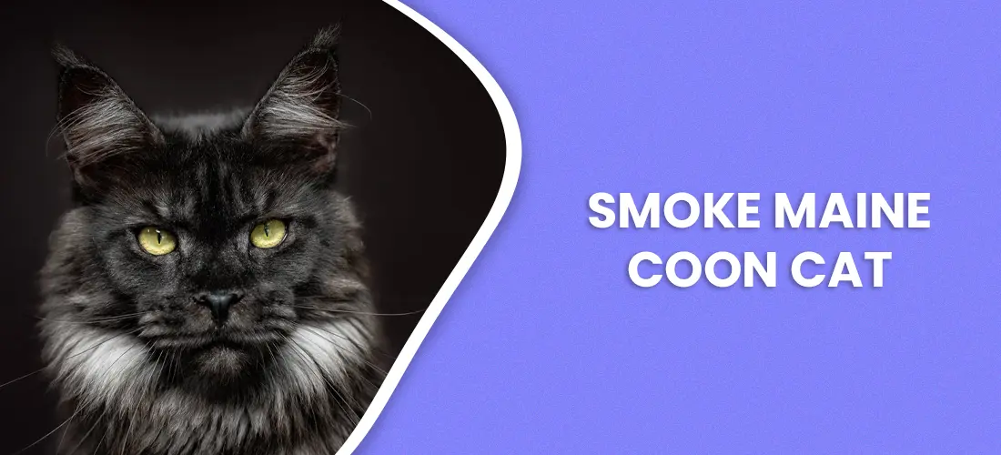 Smoke Maine Coon Cat - Breed Info (With Pictures)