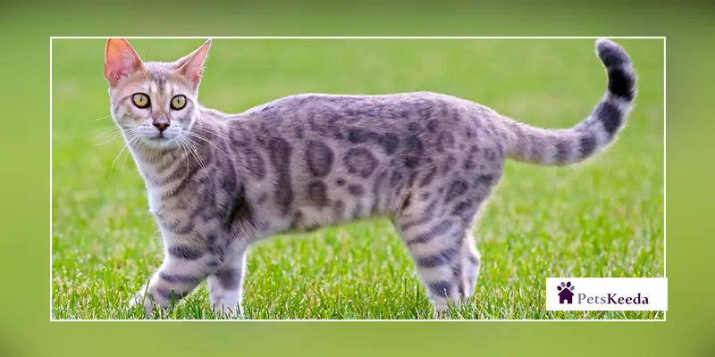 History and the Earliest Records of Blue Bengal Cats