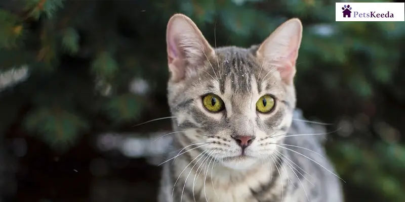 How Blue Bengals Were Recognized Formally