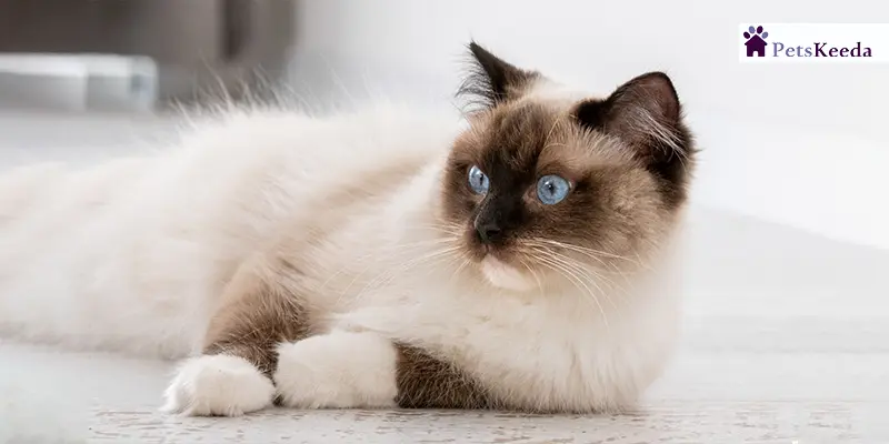 Insights of the Blue Point Ragdoll Appearance