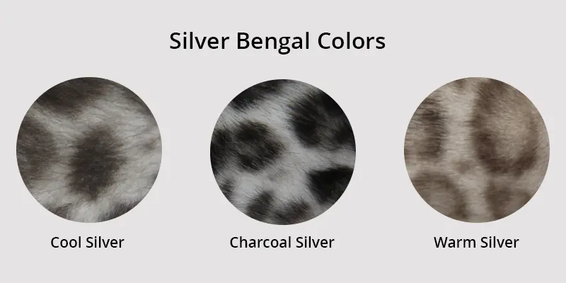 Silver Bengal Colors