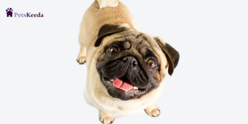 Facts about Panda Pug