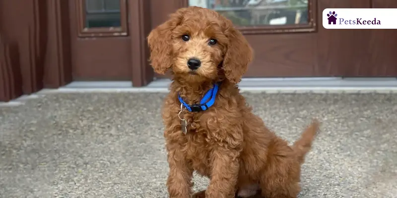 Grooming needs of a moyen poodle