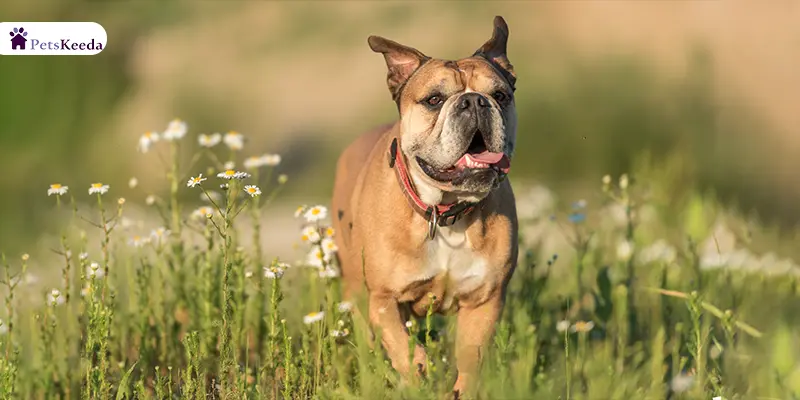 Grooming tips for Continental Bulldog