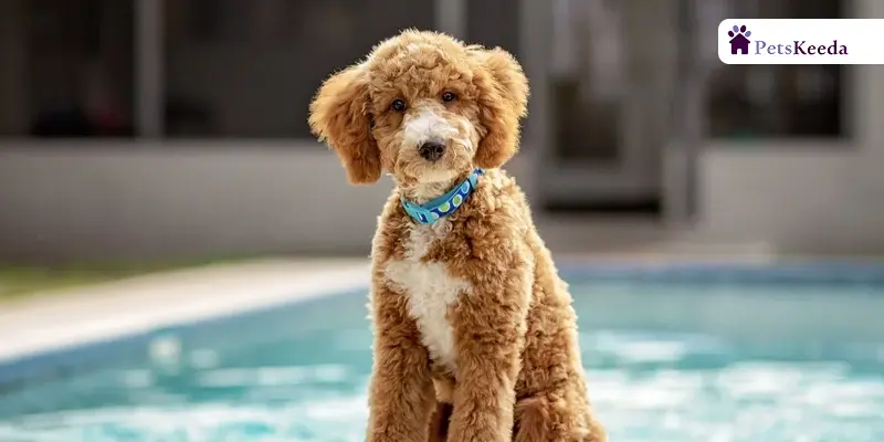 Health and Exercise of Moyen Poodle