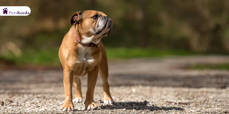 Personality and Characteristics of Continental Bulldog