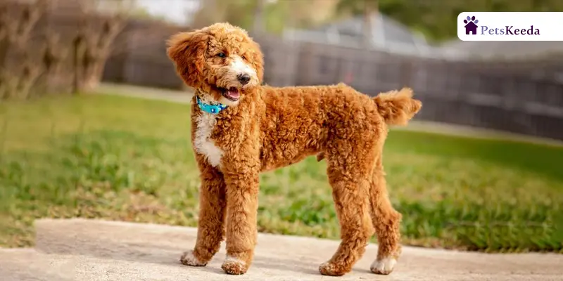 Physical Characteristics of Klein Poodles