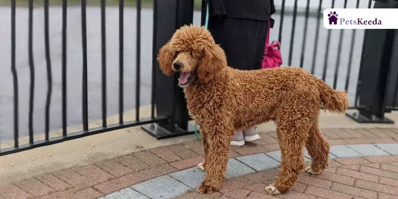 What is a Moyen Poodle