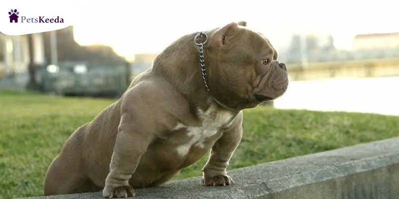What makes Exotic bulldogs unique