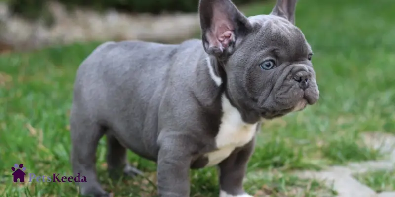 How Blue French Bulldogs Gained Popularity